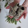 Baby Set - Sage Comfort - Image 9
